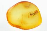 Detailed Fossil Aphid (Megapodaphis) in Baltic Amber #307898-1